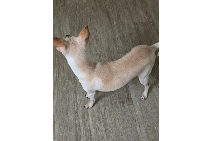 $1 : ADOPCIÓN 🐶😺EN LOS ÁNGELES image 2