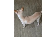 $1 : ADOPCIÓN 🐶😺EN LOS ÁNGELES thumbnail
