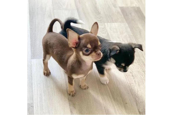 $250 : Chihuahua puppies for sale image 3