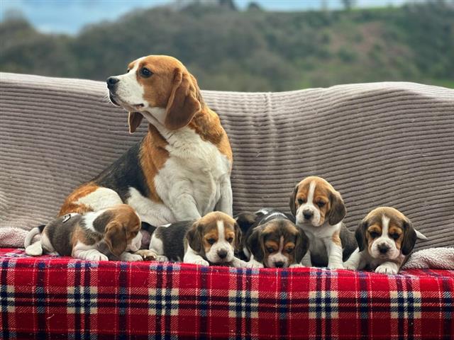 $300 : Hermosos cachorros beagle image 2