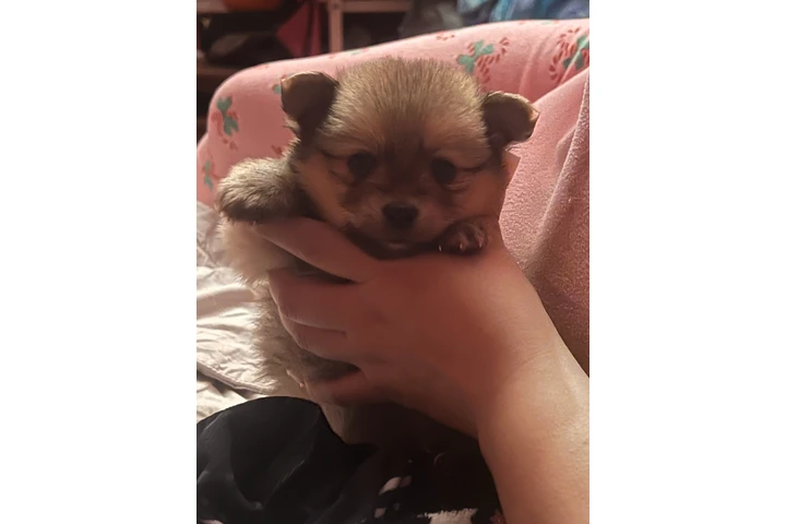 $750 : Pomeranian tea cup image 6