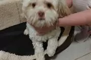 $450 : Male Yorkie Puppies. thumbnail