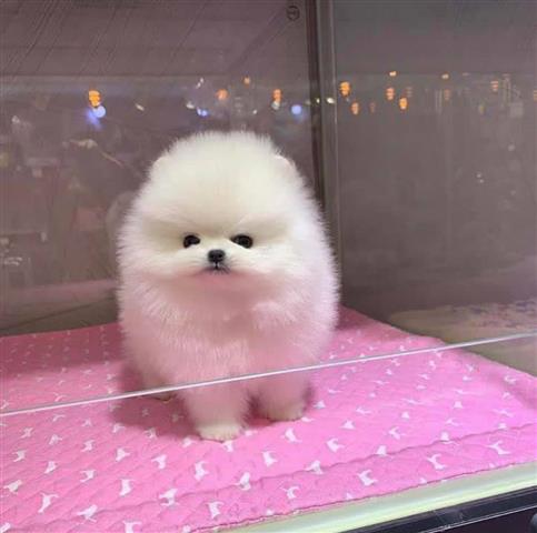 $500 : Vet checked Pomeranian Pups image 1