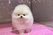 $500 : Vet checked Pomeranian Pups thumbnail