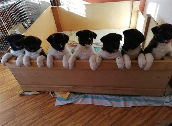 $700 : Akita puppies for adoption image 2