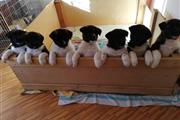 $700 : Akita puppies for adoption thumbnail