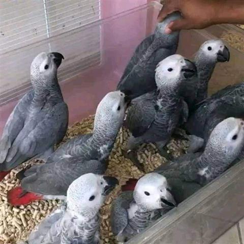 $330 : Best Africa Gray Parrots image 1