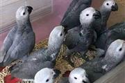 Best Africa Gray Parrots en Bronx