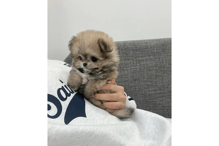 $350 : Cachorros Pomerania en venta image 1