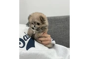 Cachorros Pomerania en venta en Los Angeles