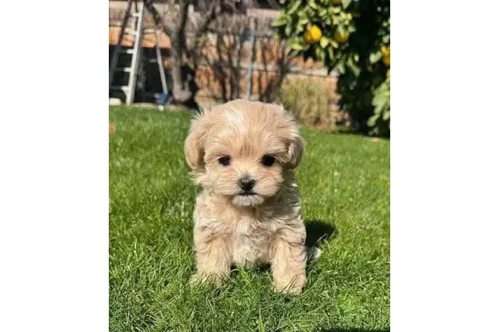 $350 : taza de té maltipoo cachorros image 3