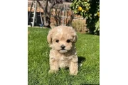 $350 : taza de té maltipoo cachorros thumbnail