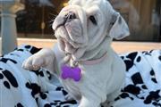 Cachorrita Bulldog inglés en Indianapolis