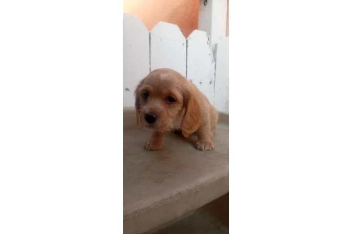 $250 : Cocker Spaniel Yorkie image 4