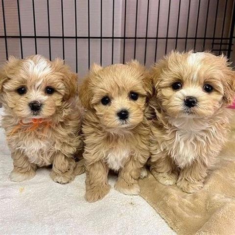 $350 : Maltipoo image 1