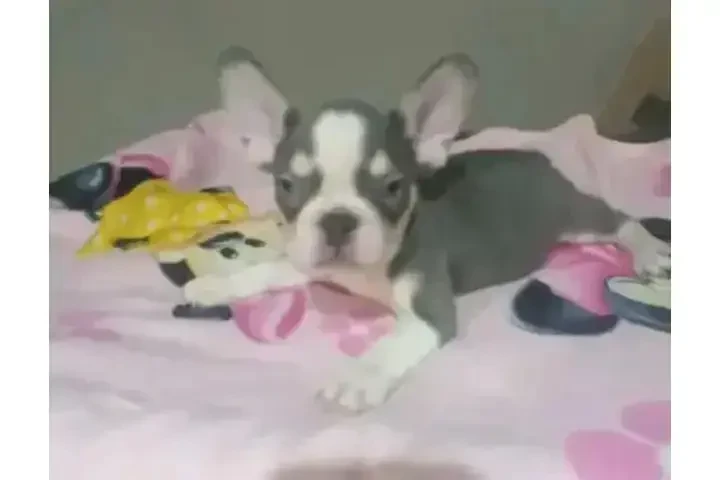 :  🐶 ¡PERRITOS EN VENTA! 🐾 image 3