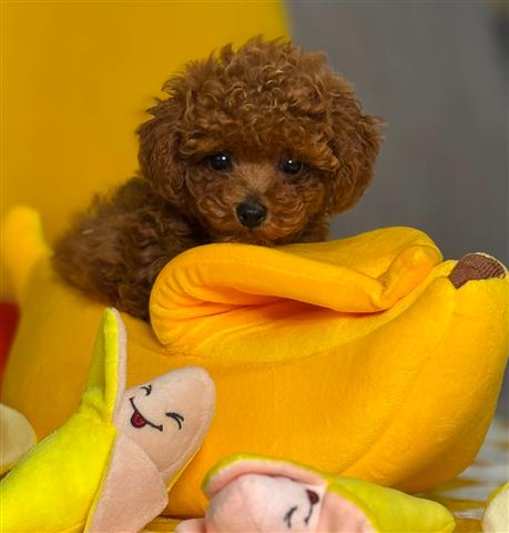 $420 : Lindos cachorros de poodle image 2