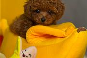 $420 : Lindos cachorros de poodle thumbnail