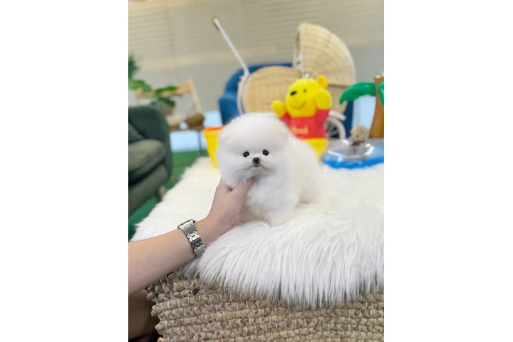 $240 : Maltese and pom image 1