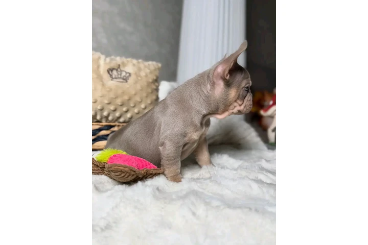 $500 : New shade Isabella tan fluffy image 5