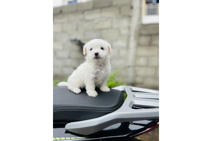 $500 : Teacup Maltipoo puppy for sale image 3