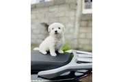 $500 : Teacup Maltipoo puppy for sale thumbnail