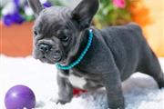 $300 : French bulldog and Pomeranian thumbnail