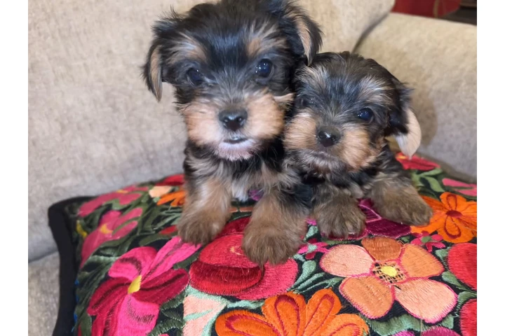 $800 : 🐶 Se Vende Cachorrito Yorkie image 1
