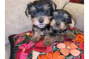 🐶 Se Vende Cachorrito Yorkie en Orange County