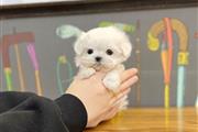 $300 : Pomeranian and French bulldog thumbnail