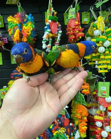 $300 : Miami parrot image 3