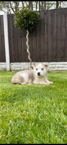 $500 : Sweet Siberian Husky Puppies image 3