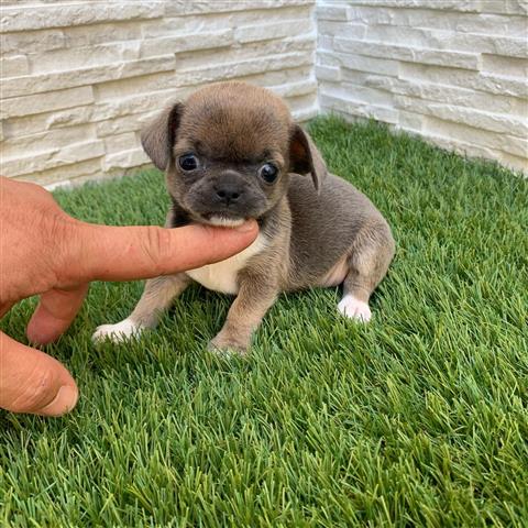 $250 : Chihuahua puppies for sale image 4