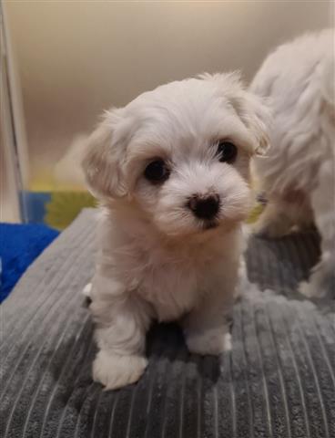$500 : Adorable Maltese Puppies image 2