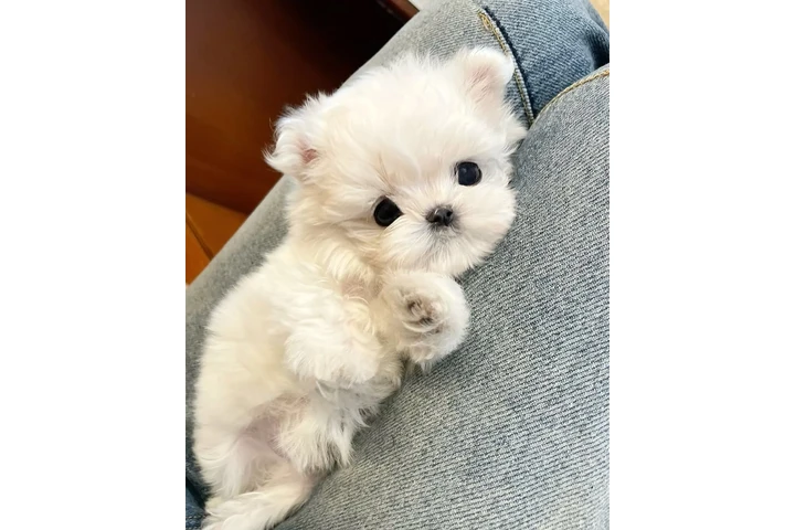 $350 : cachorros malteses image 2