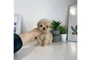 taza de té maltipoo cachorros en Miami