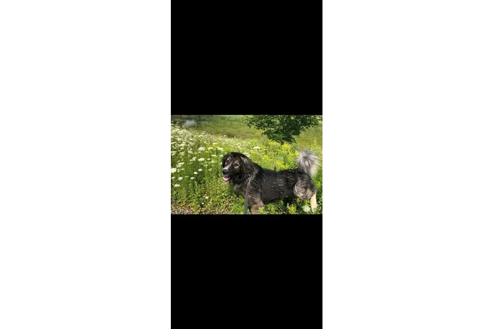 $1000 : 5 years old Caucasian Shepherd image 1