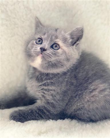 $400 : British Shorthair Kittens image 3