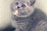 $400 : British Shorthair Kittens thumbnail