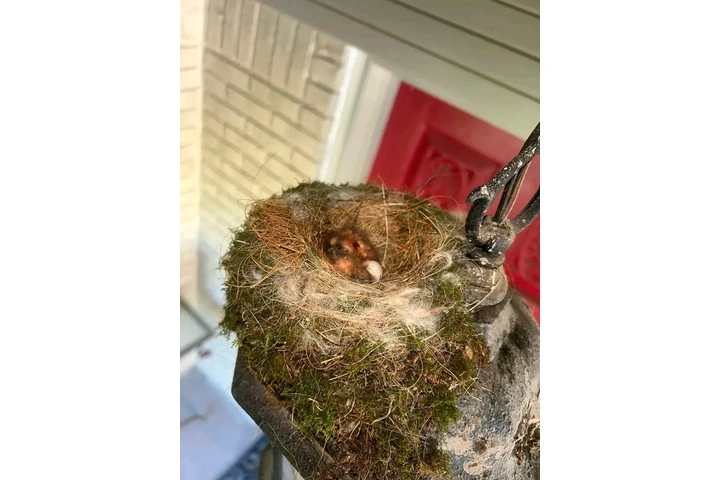 South Carolina | Breed: Cockap image 8