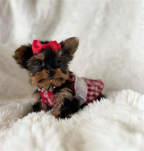 $350 : Yorkies a la venta image 1