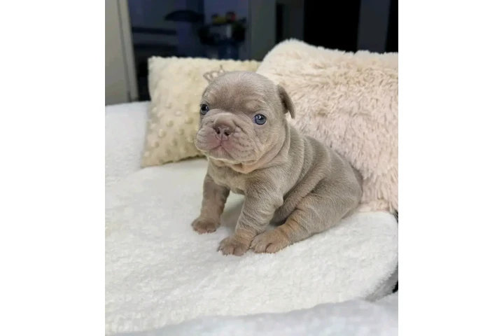 $500 : French bulldog puppies image 4