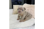 $500 : French bulldog puppies thumbnail