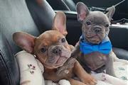 Cute French Bulldog Puppies en Springdale