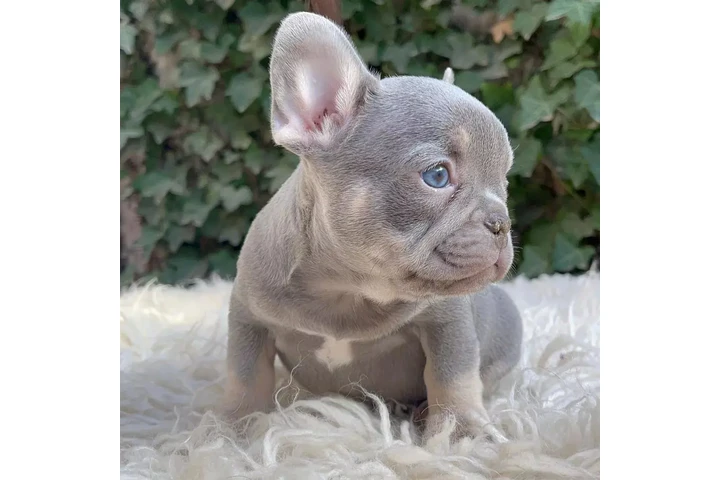 $300 : French bulldog and Pomeranian image 5
