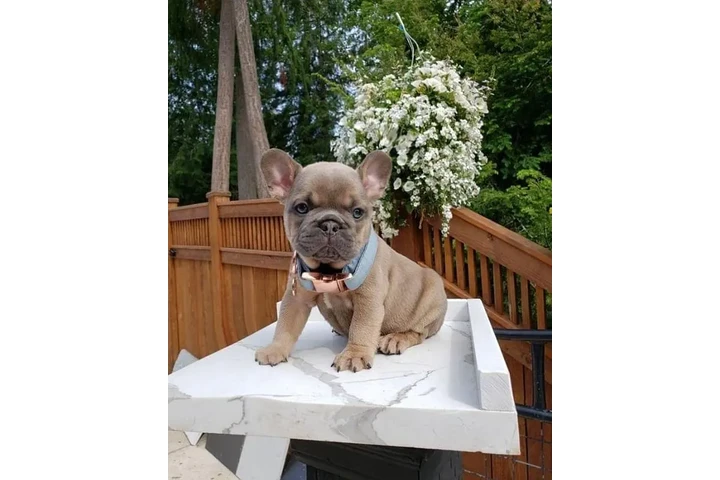 $500 : French bulldog puppies image 3