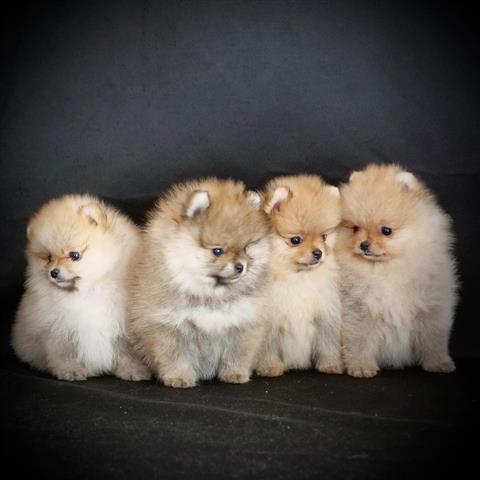 $500 : beautiful pomeranian puppies image 2