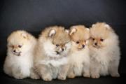 $500 : beautiful pomeranian puppies thumbnail