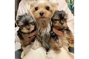 $350 : Yorkie thumbnail