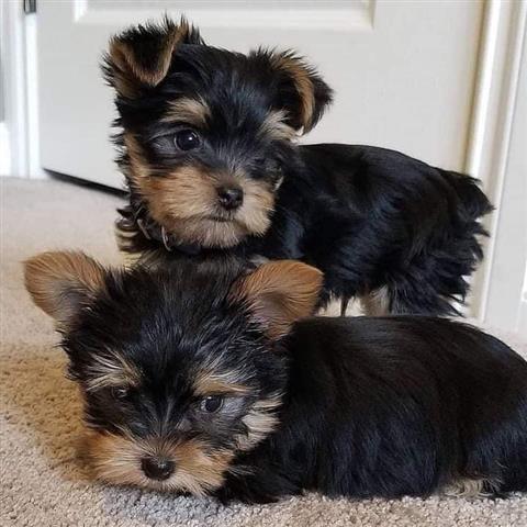 $300 : teacup yorkie pups 2 avail image 1